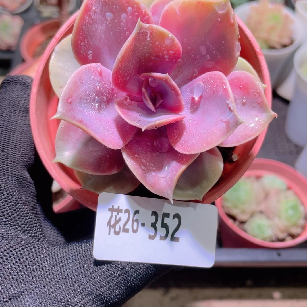 花利美26-352彩虹