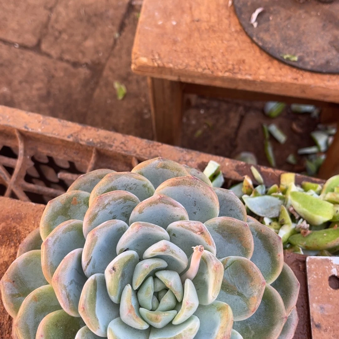 叮***当12级福利整装无砍