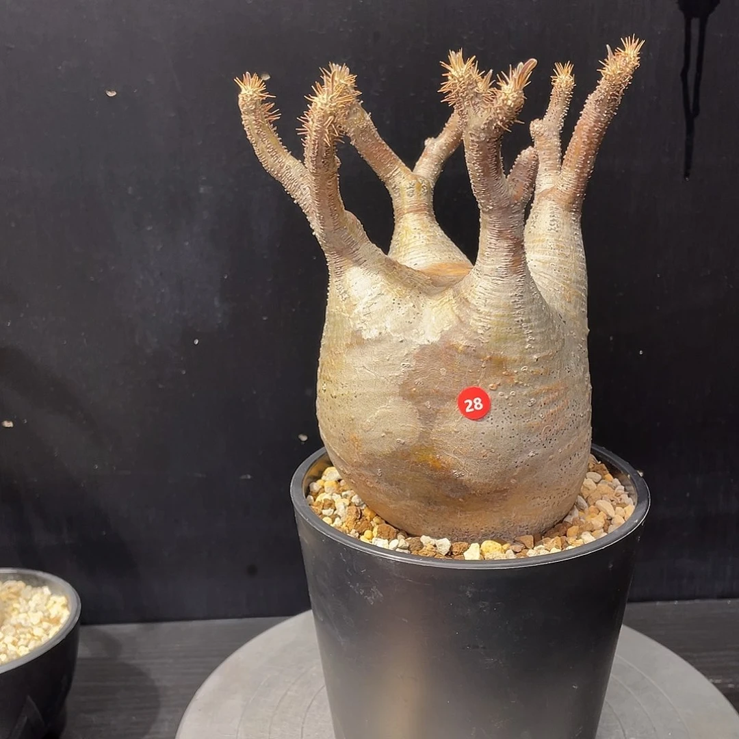 象牙宫带盆包邮哦