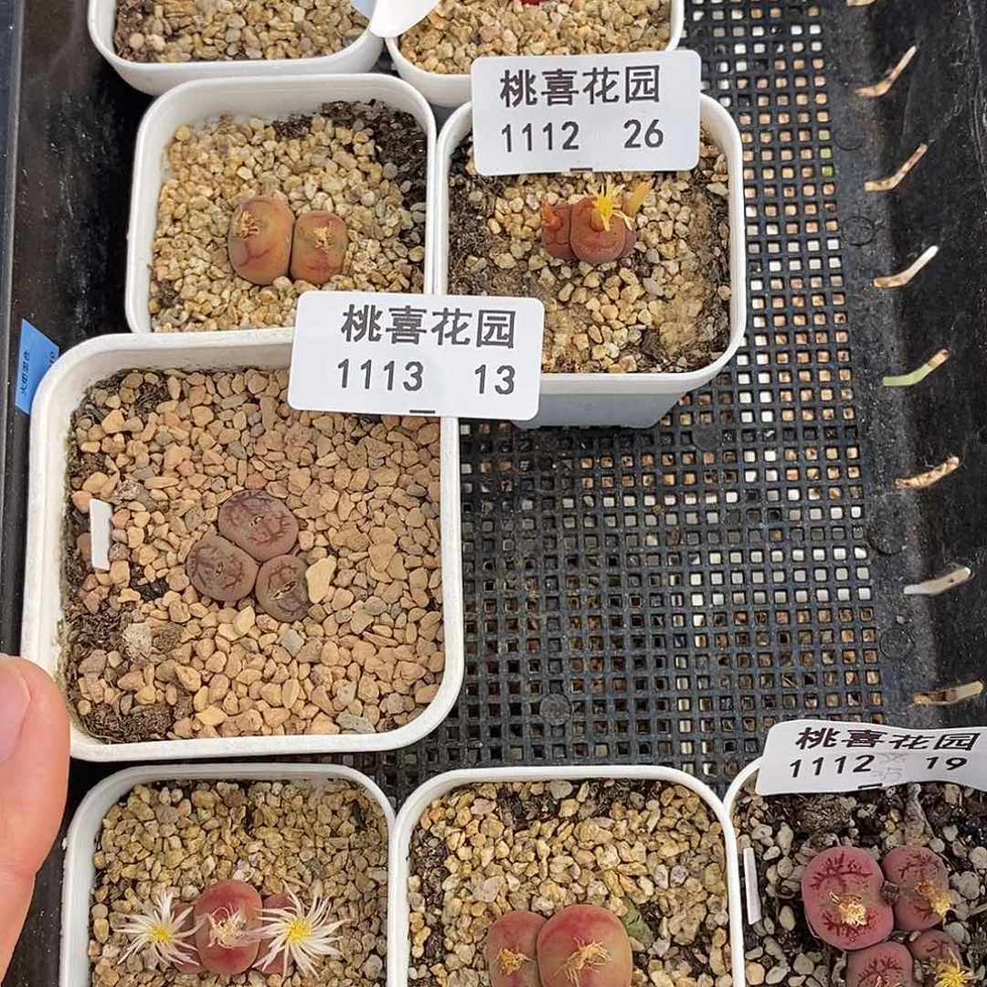 廖**辰13-13-打包一筐。