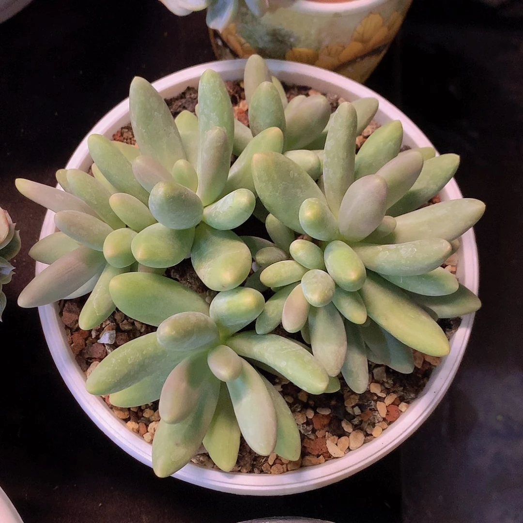 糖果美人多肉一物一拍