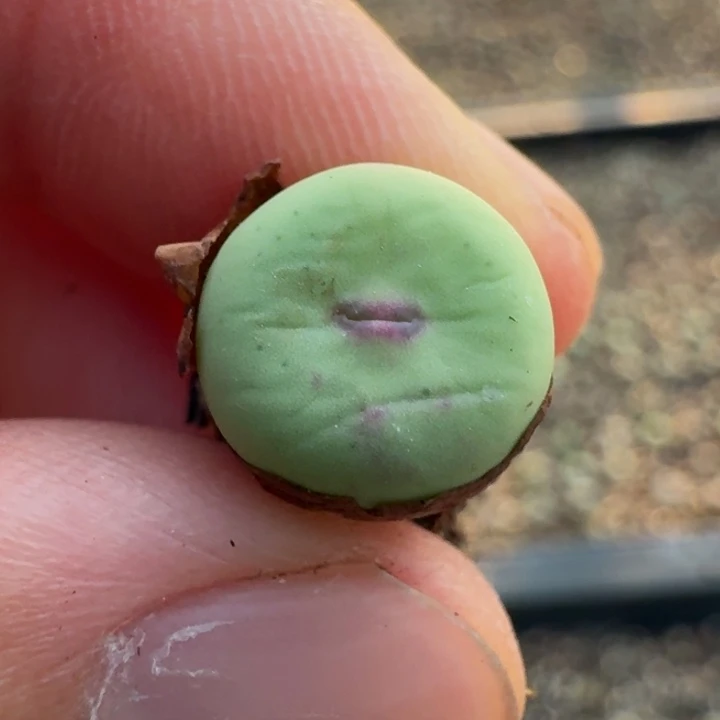 45紫皮大嘴一颗。