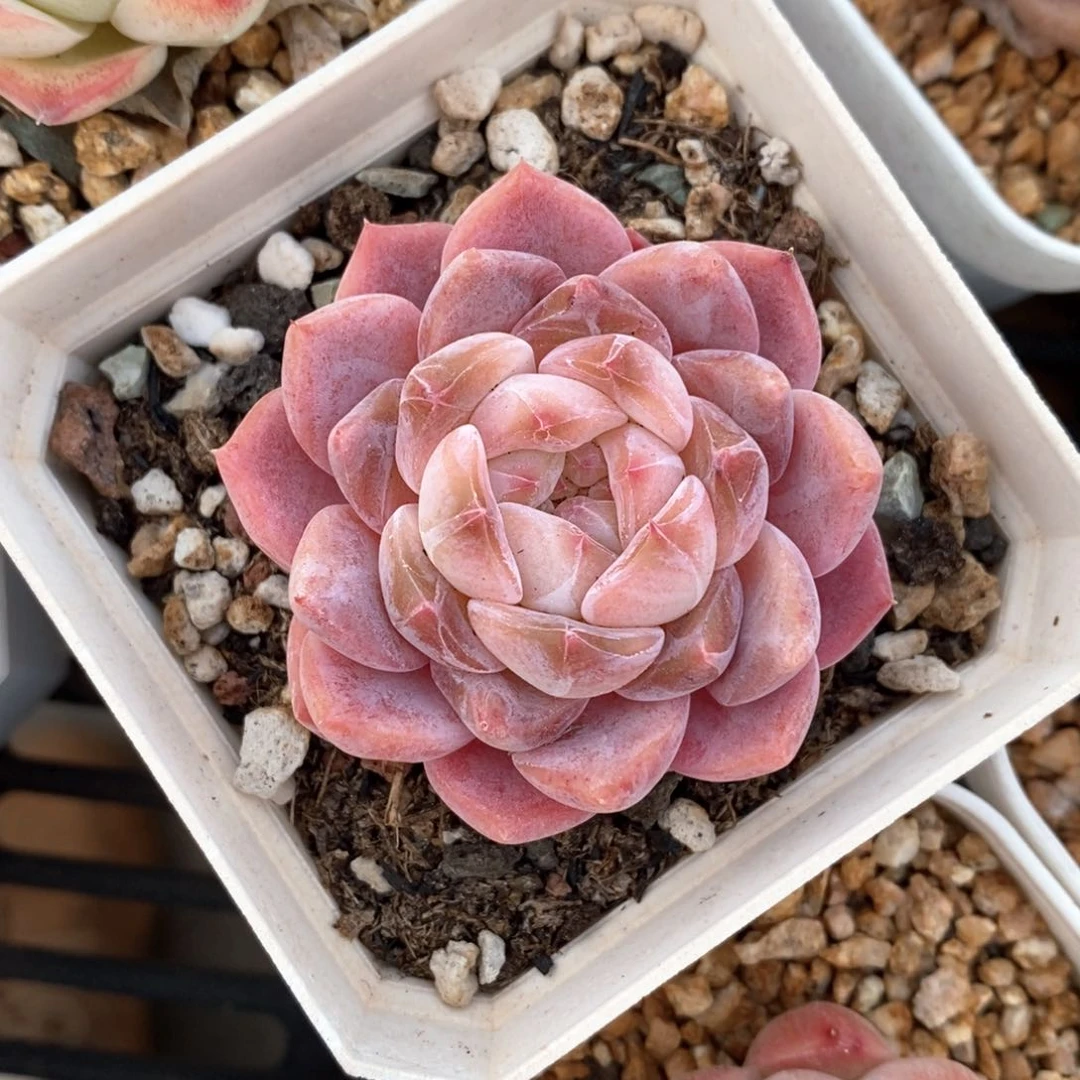 精品多肉一物一拍17