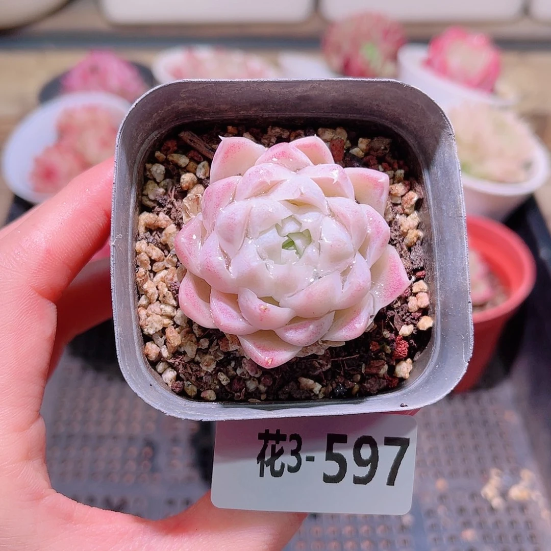 花利美3-597白月影