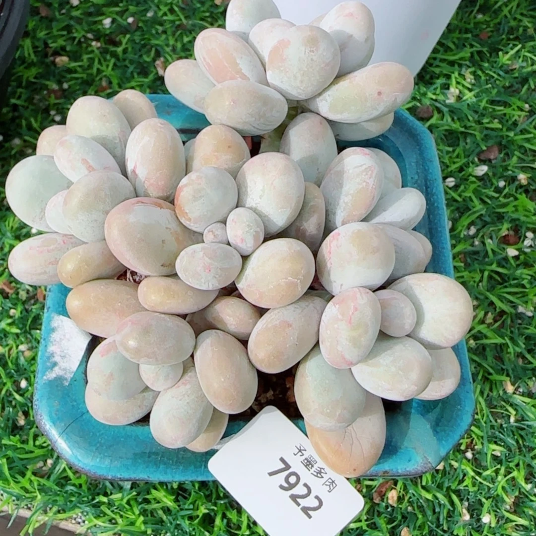 原始奶酪，7922多肉植物