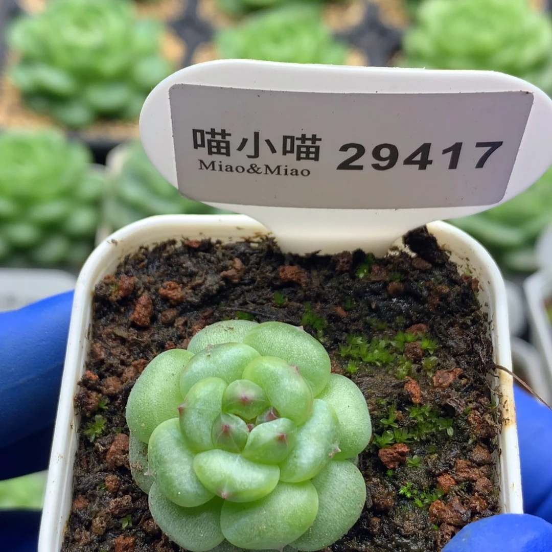 多肉植物杂交珍妮