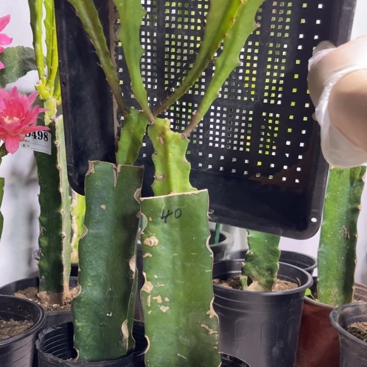 当前无花栽培后可以开花505