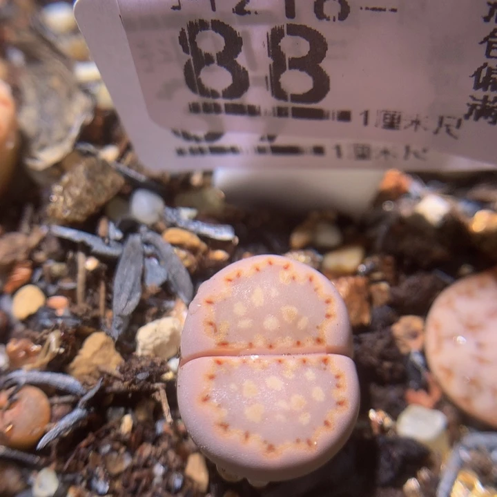 精品生石花218.88