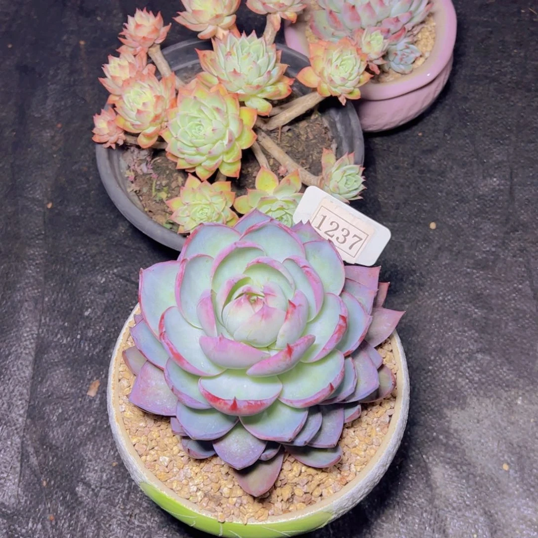 小*华惊鸿吉娃娃三色堇1237多肉植物3颗