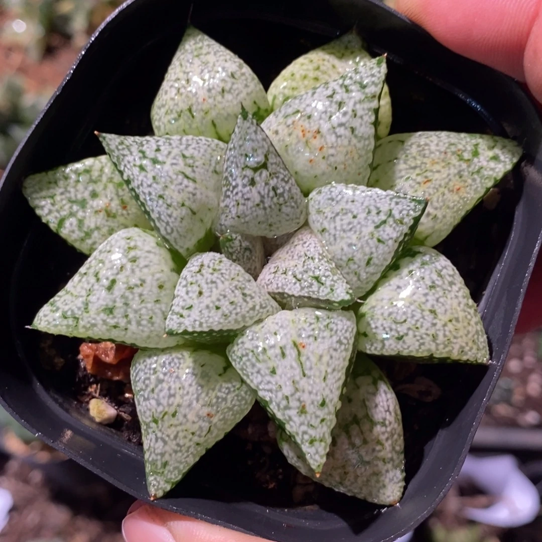 蓝***黎2686 一颗福利。