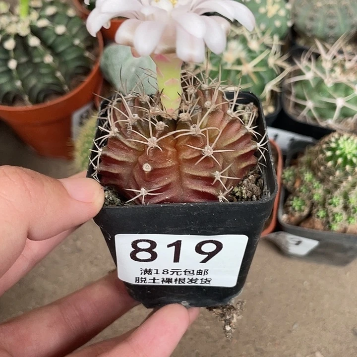 819仙人球开花植物