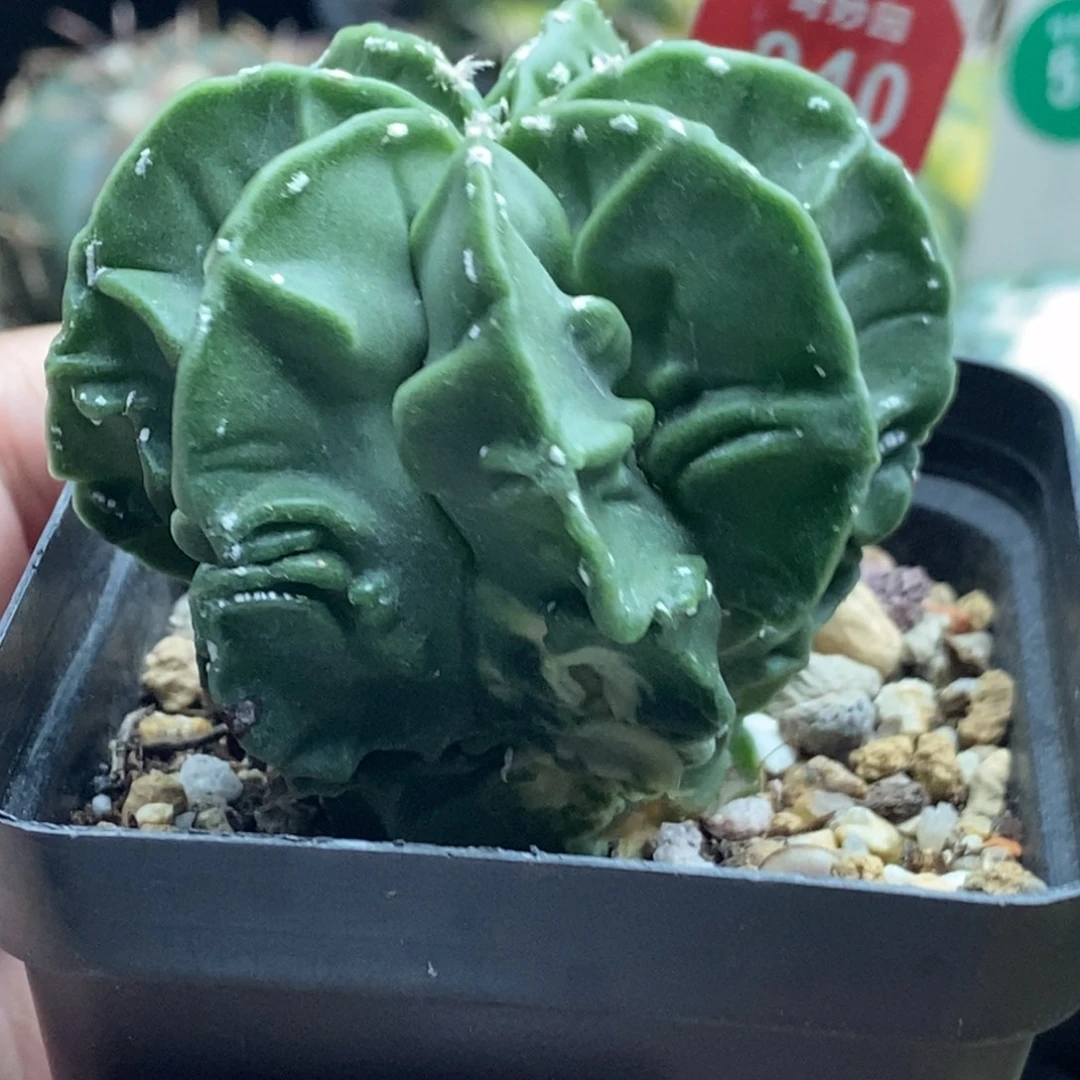 银沙鸾凤玉锦一颗仙人球