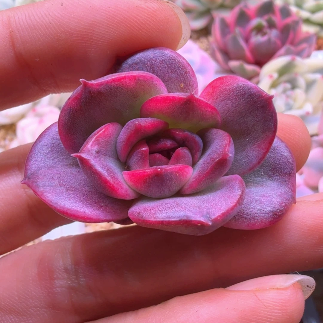 火焰山侧牙 多肉植物