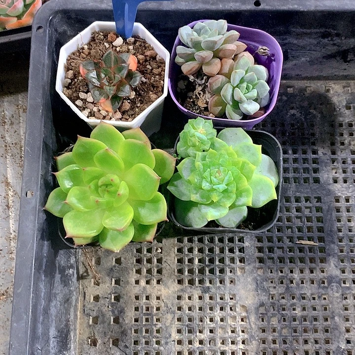 805号多肉植物园艺