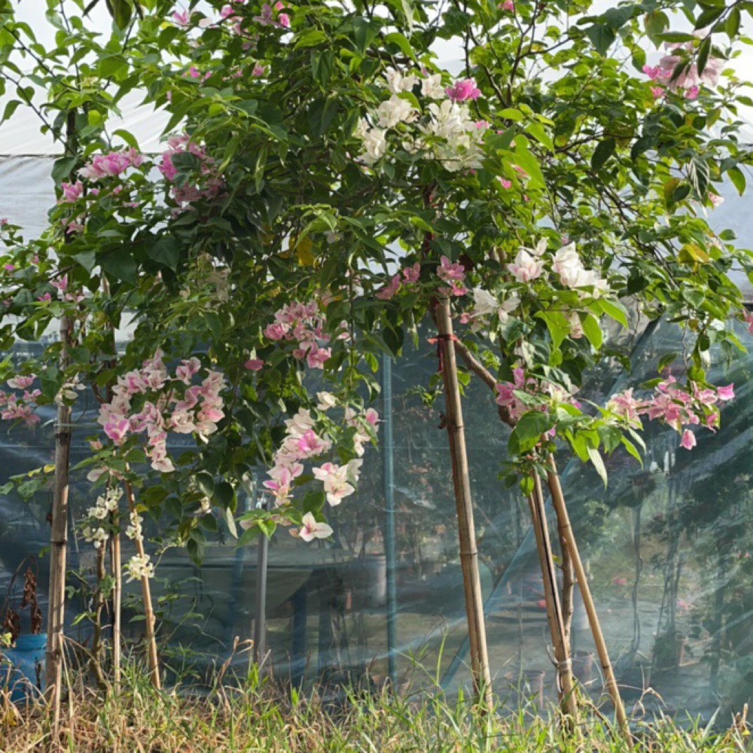 四季勤花三角梅地栽生桩爬藤植物适合阳台庭院
