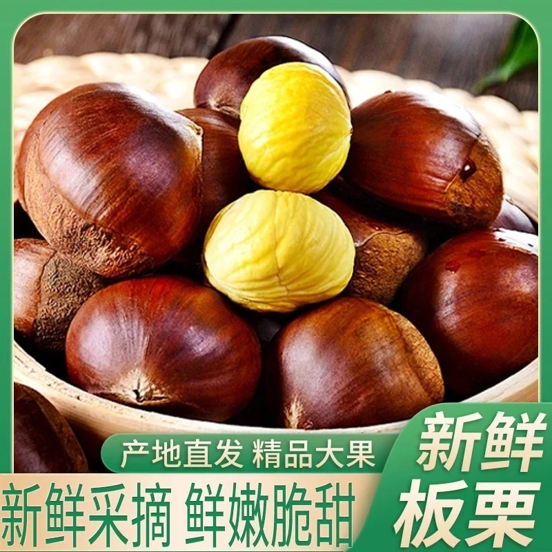 新鲜现摘农家板栗香甜饱满口感粉面内皮好剥
