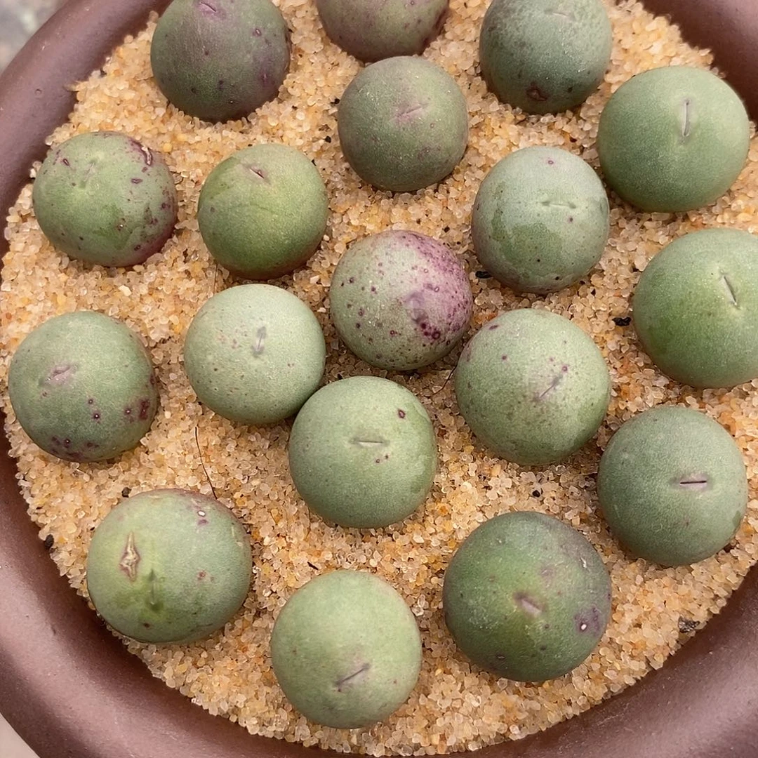 2382鸽子蛋1组。