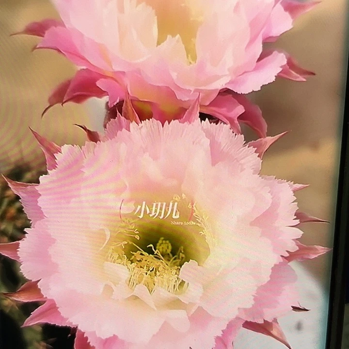 夏沫侧芽大歪10公分满18包邮