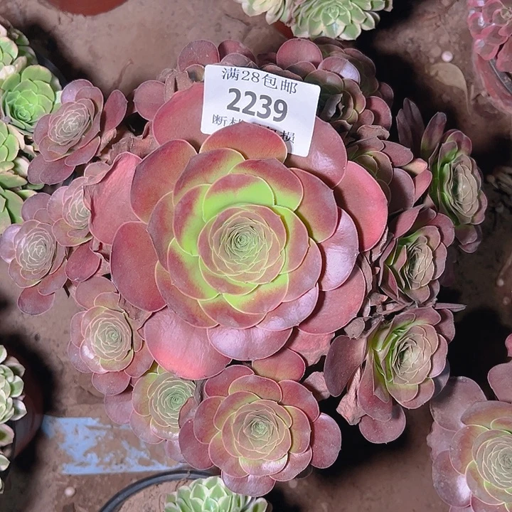 2239魅金玫瑰多肉植物