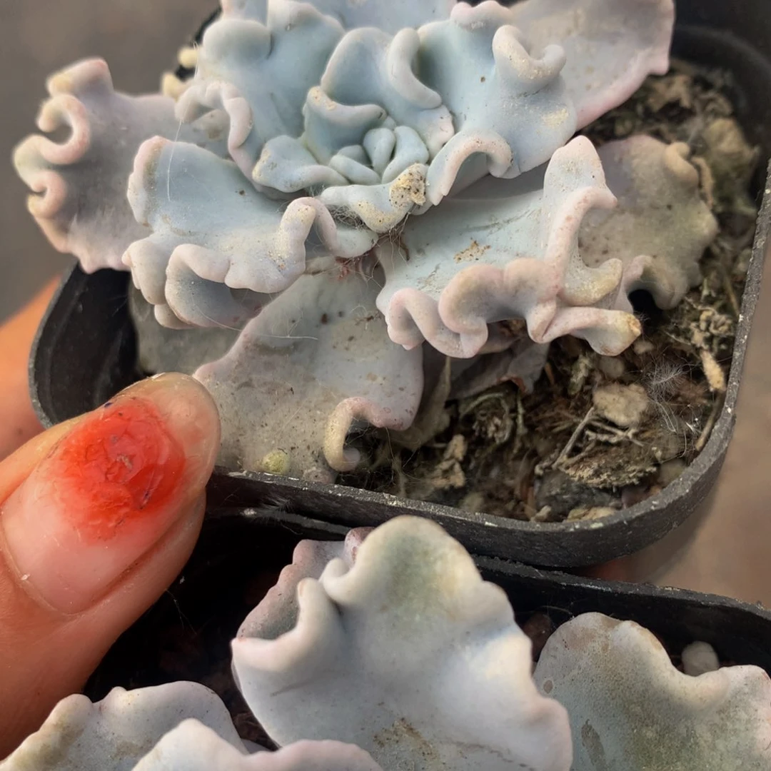 白饺子皮。（满9.99包邮不满9.99发叶子）