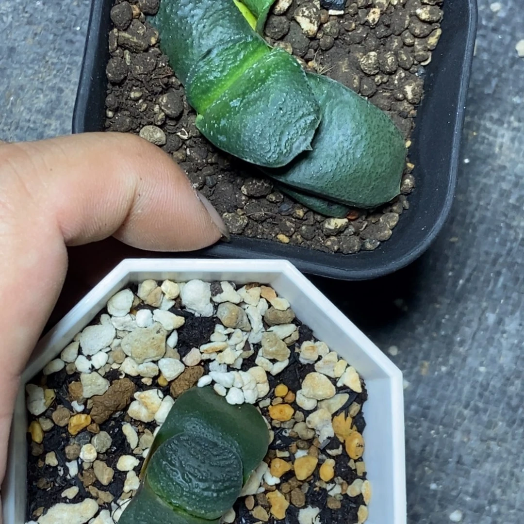 实生卧牛一物一拍