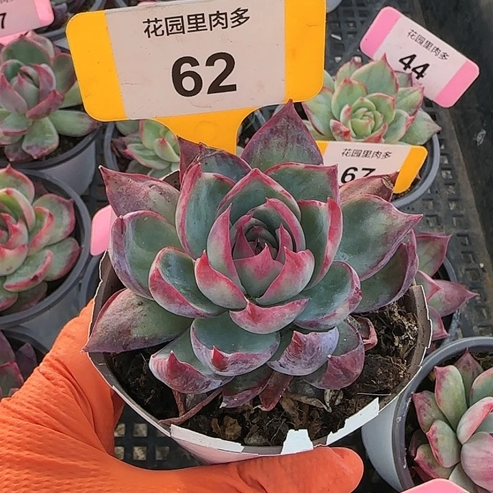 62 惊鸿仙子多肉植物6-9cm