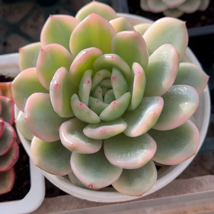 梦露锦一物一拍锦龙