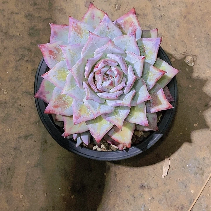 爆****卡杂多肉植物老桩