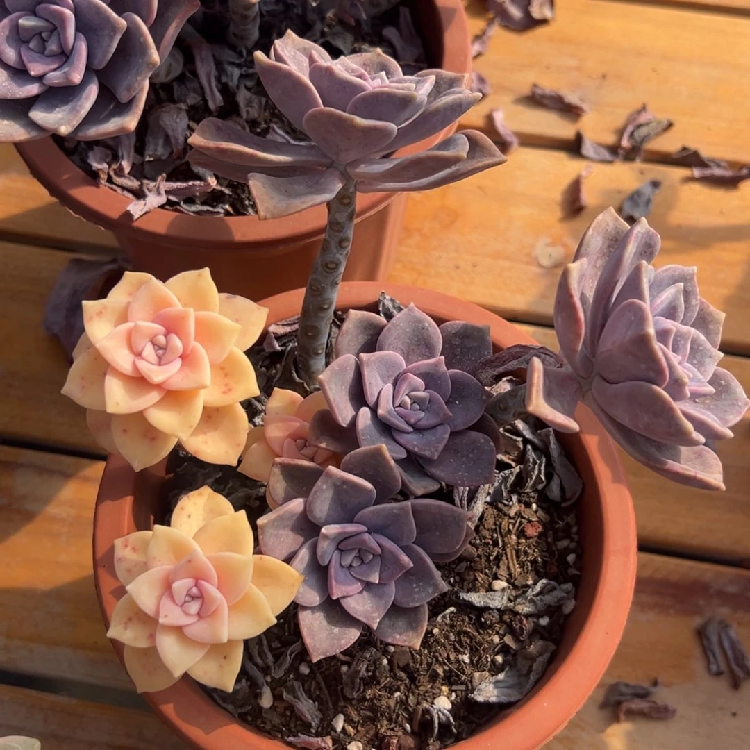 多肉紫乐锦【满18包邮】