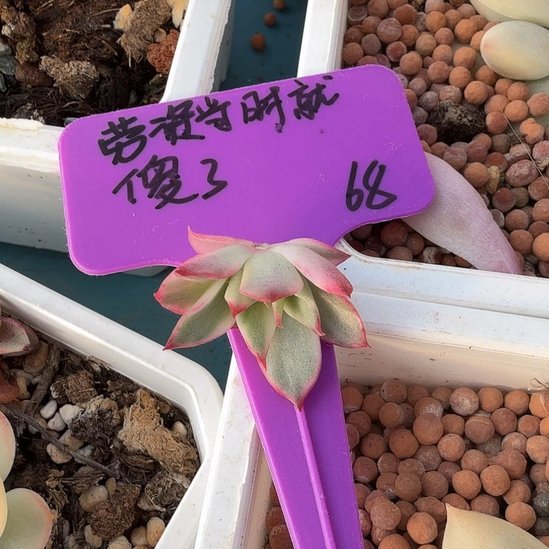 劳****了吉赛尔锦砍头，多肉植物