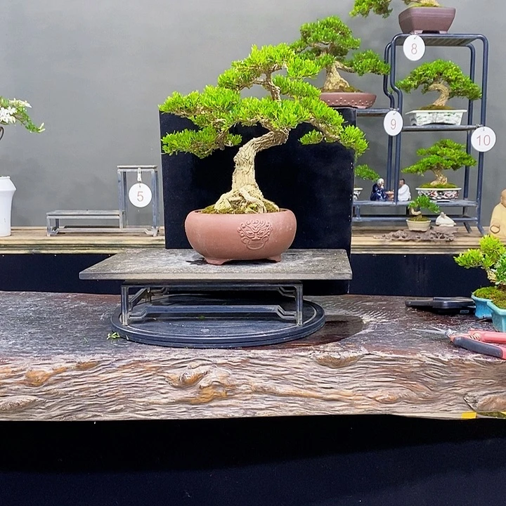 无花朵黄杨盆景常青不落叶