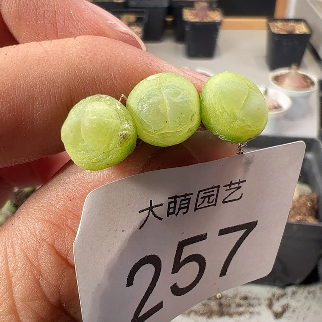 一物一拍脱土发。  257