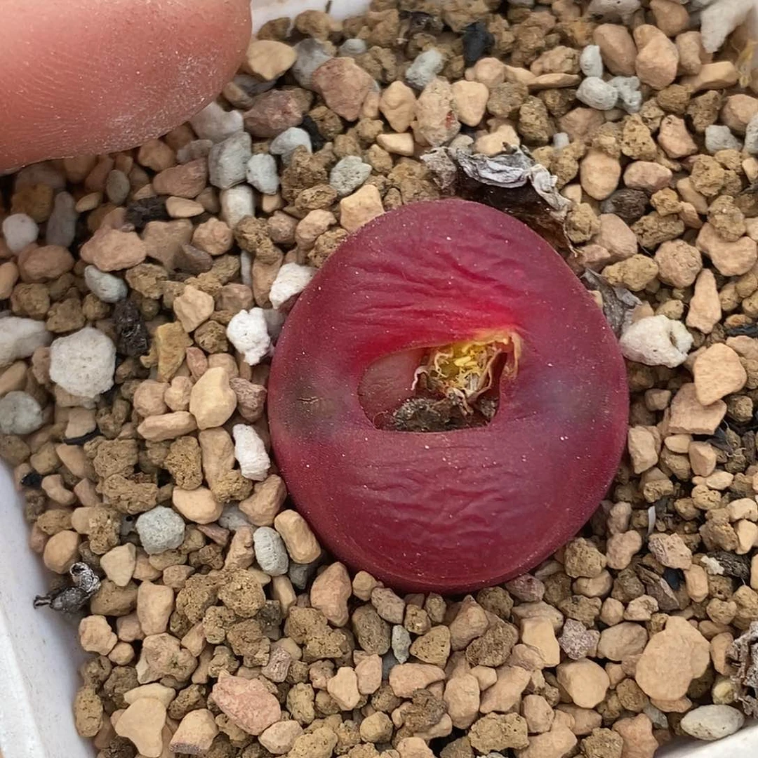 102-112-大毛福利。