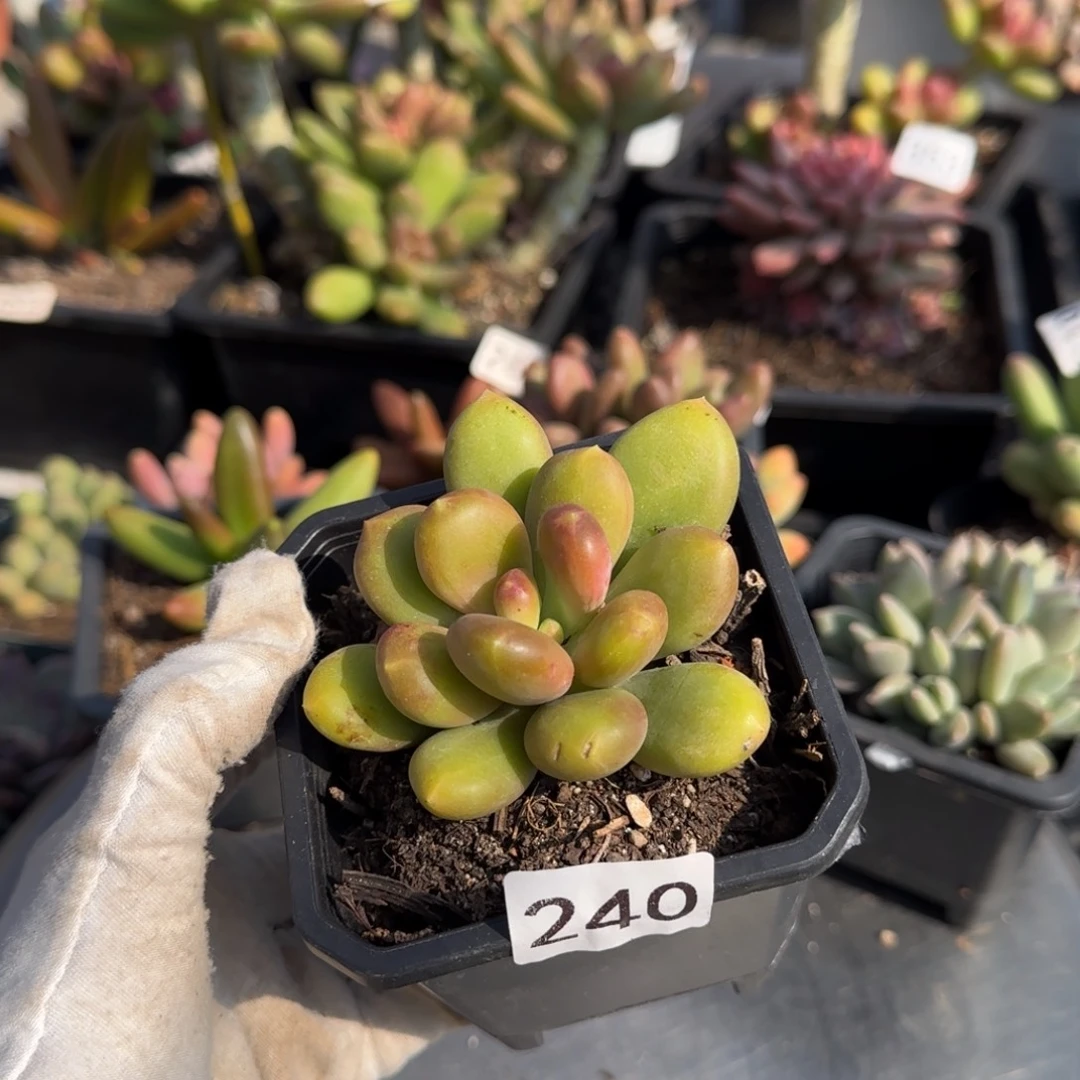 240号一物一拍一物一拍