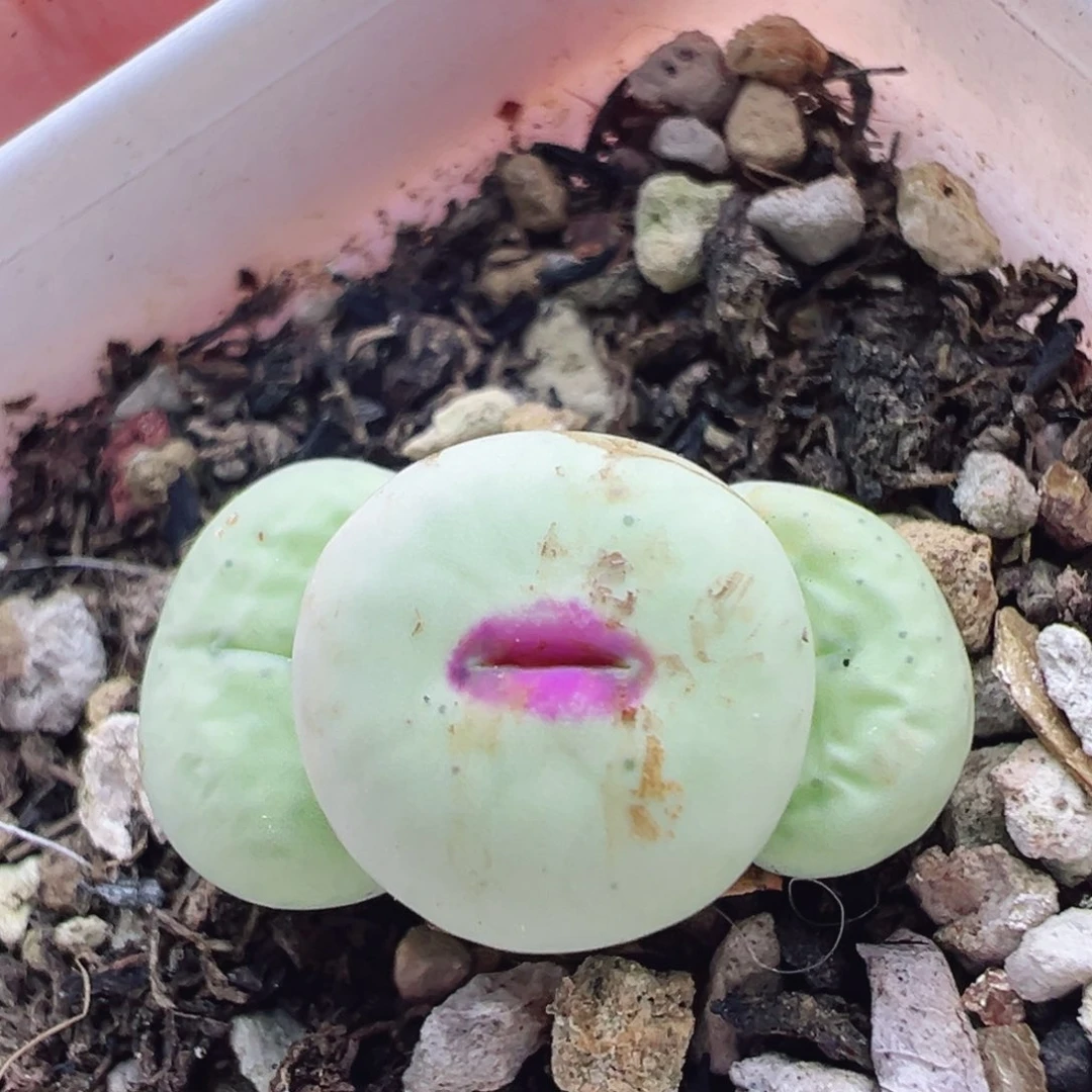 开播福利特特特特特