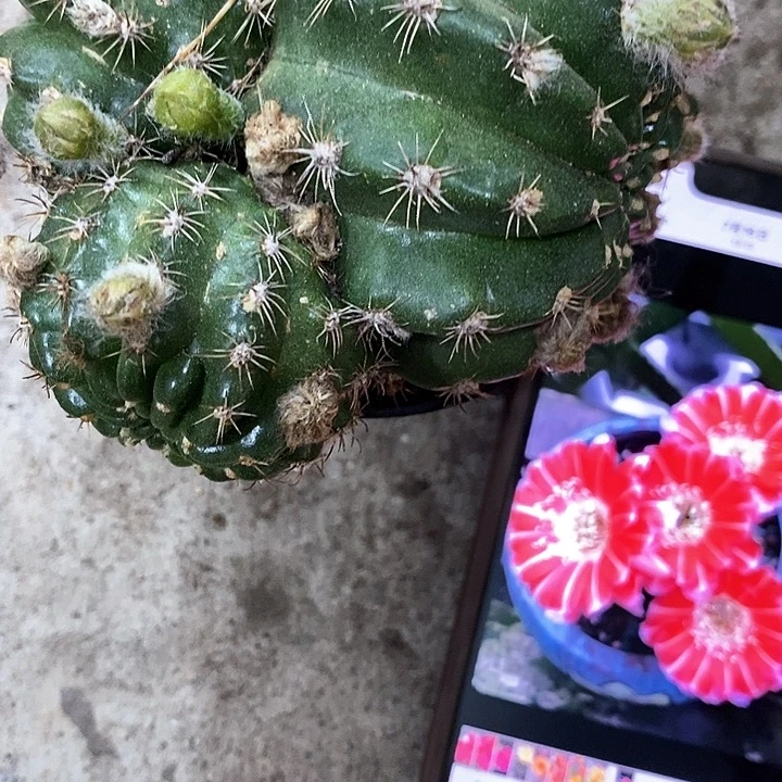 百褶裙丽花，2680000