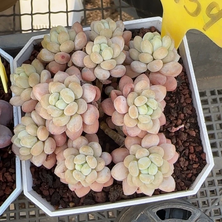 养****爷兴兴园艺。139号