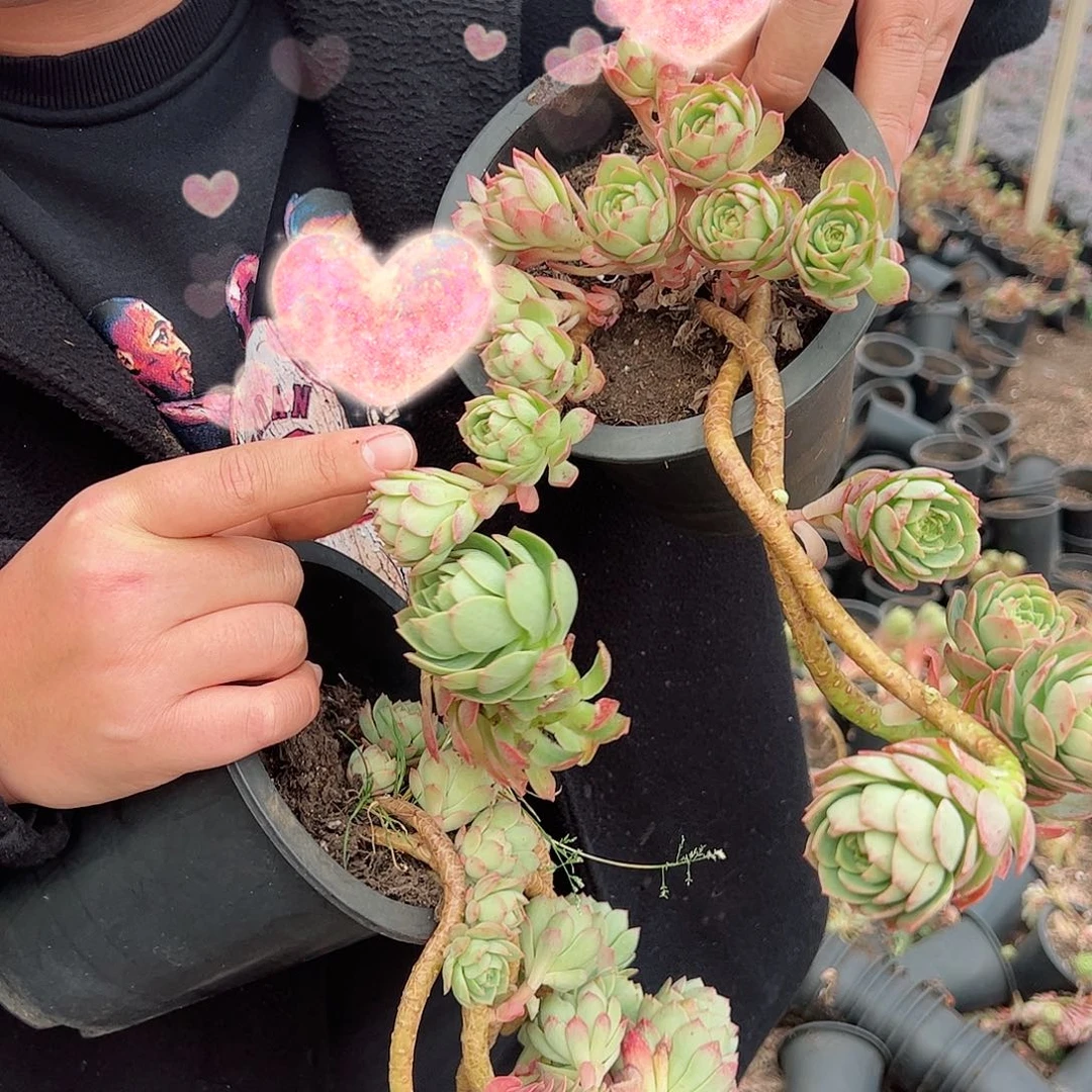 绿蔷薇多头大盆精控飘枝二盆