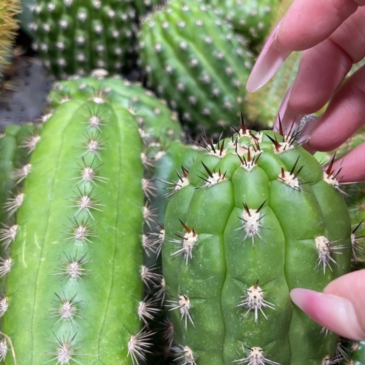 超大龟甲柱侧芽一个7.88