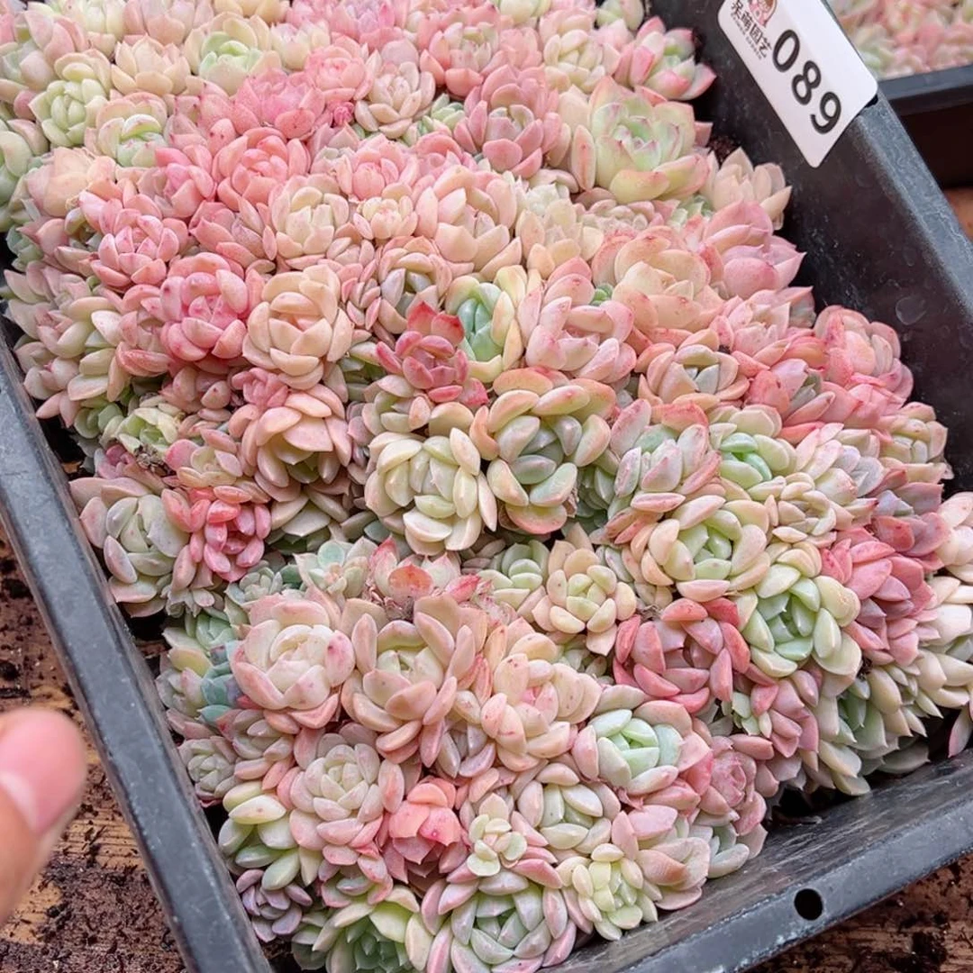 行****蒙多肉植物多肉植物