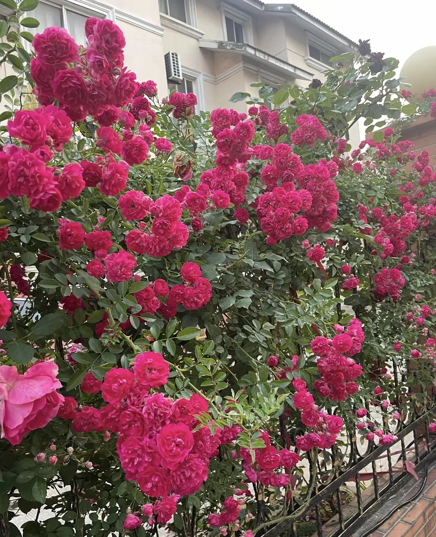 [红蔷薇] 150口径盆 爬墙藤本带花苞蔷薇花苗四季开花卉月季盆栽