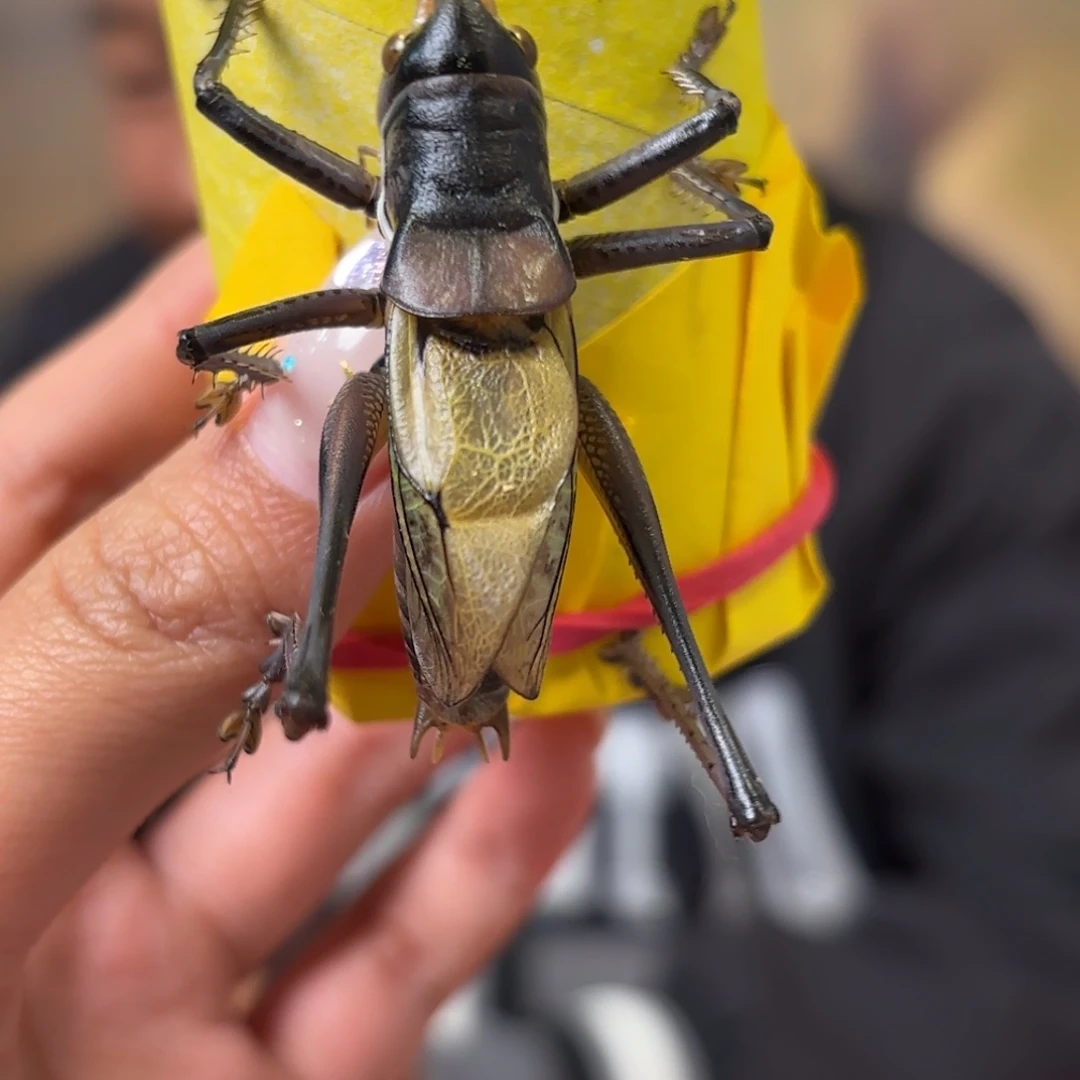 小****蝈蝈蝈蝈福福价格