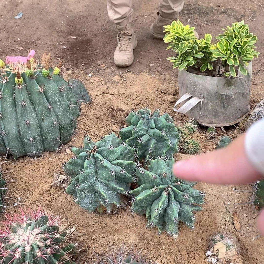 群生雎鸠玉一物一拍