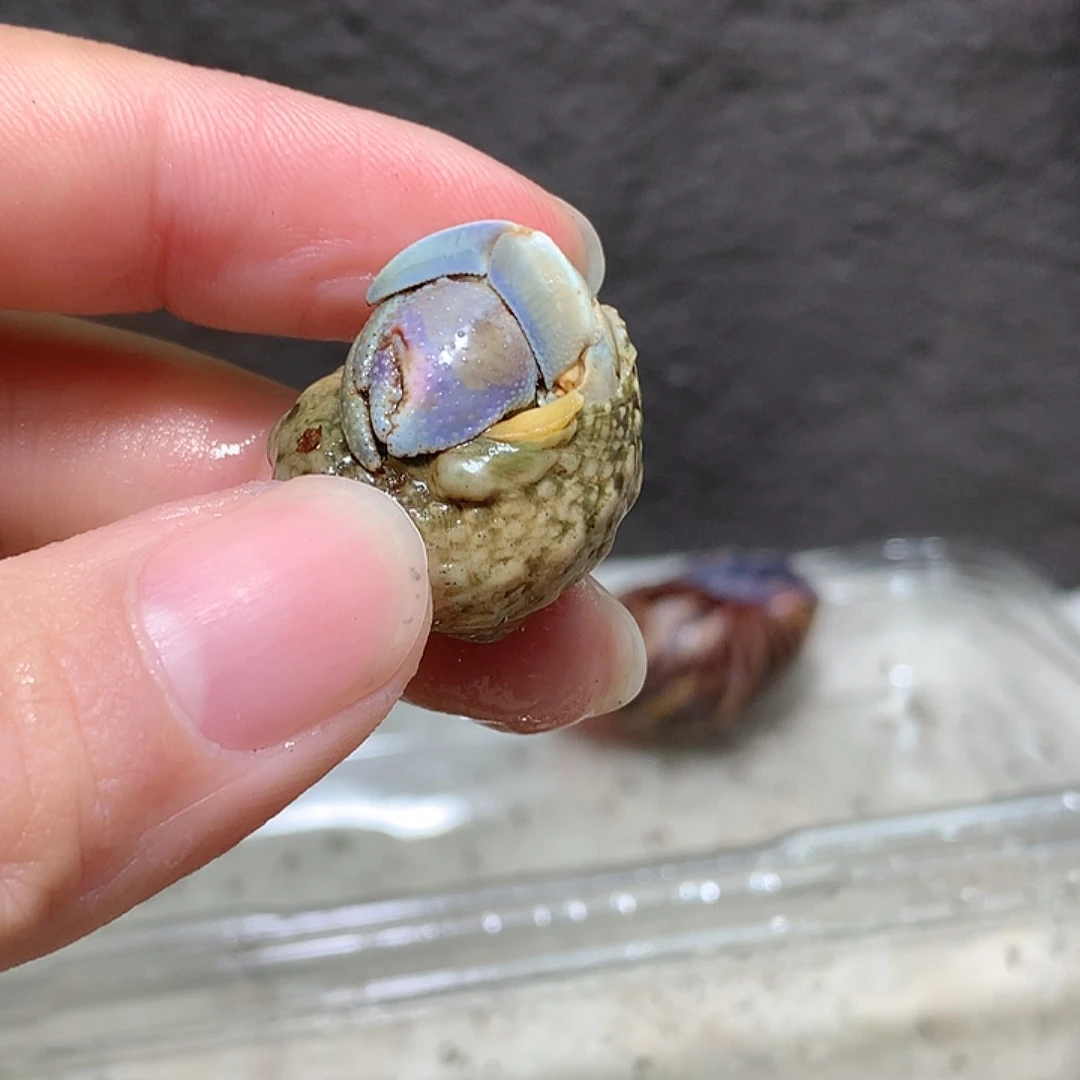 1.5口径奔跑的寄居蟹38号