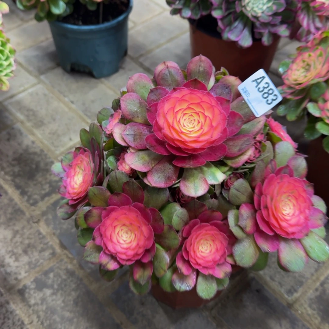 多肉植物383荔枝 法师