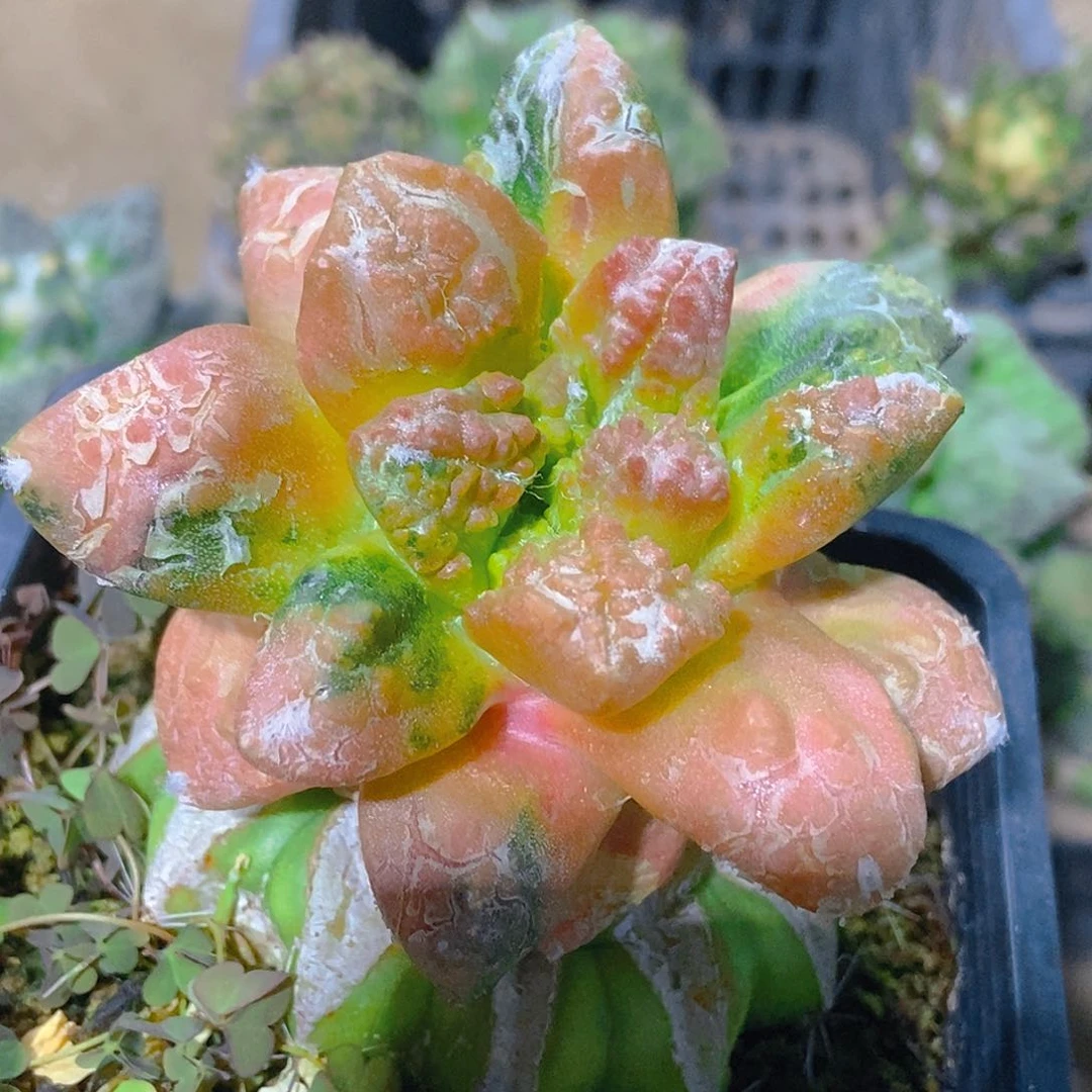 无花朵福利散斑花锦红锦大尤龟甲牡丹339
