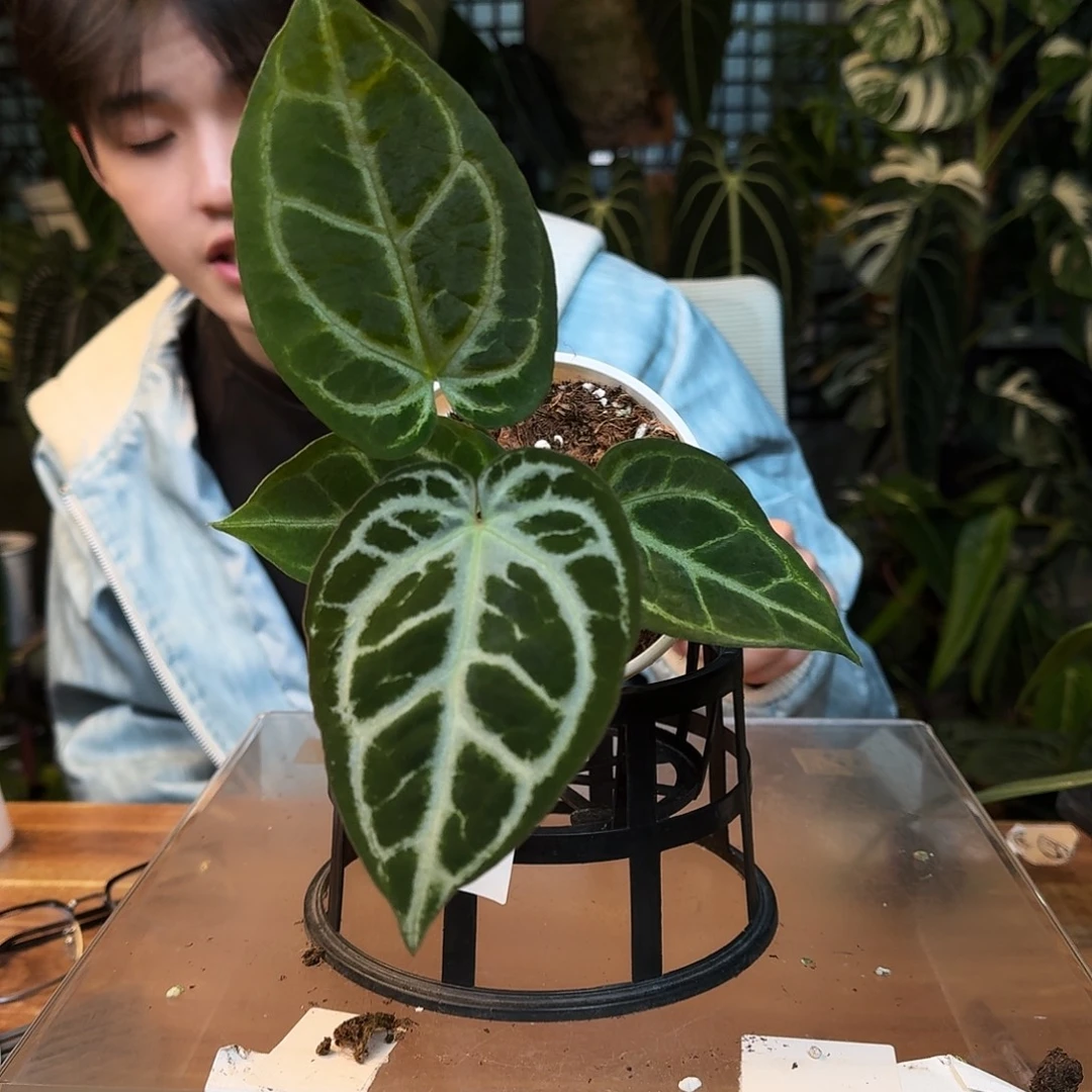 完全开放J159skg银杂撕裂纹