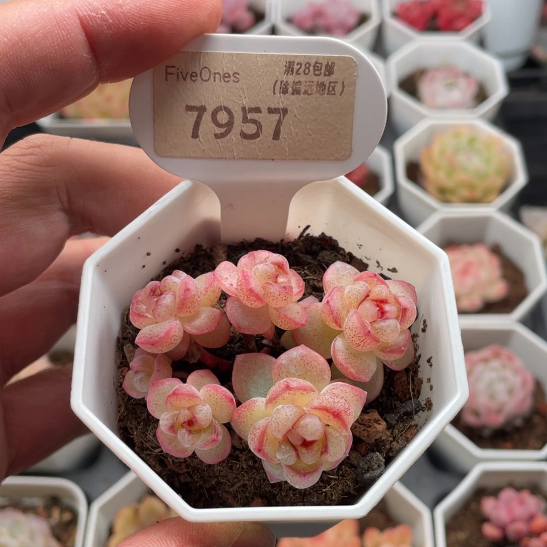 恶魔之泪7957-6厘米