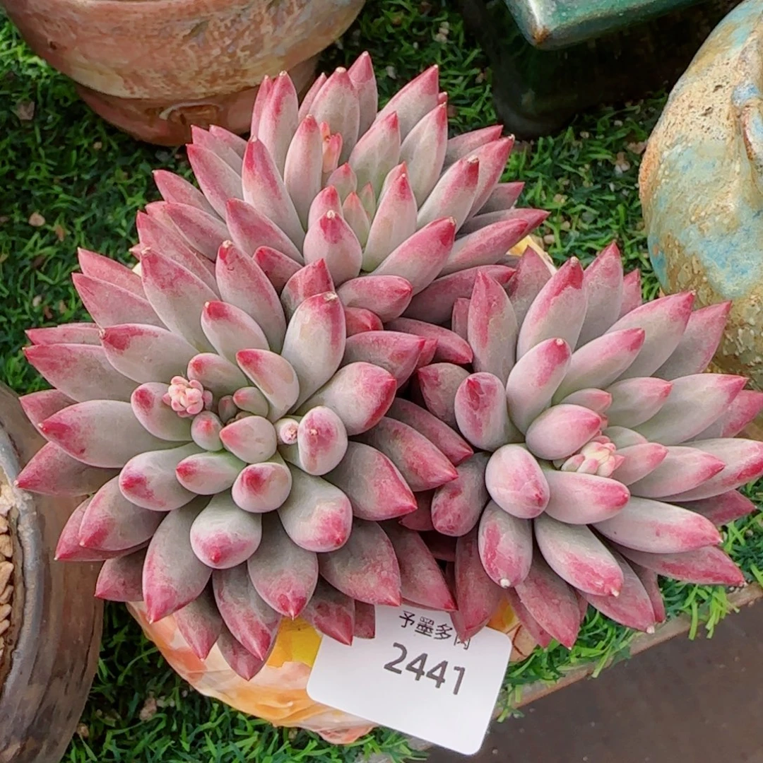 虞美人，2441多肉植物