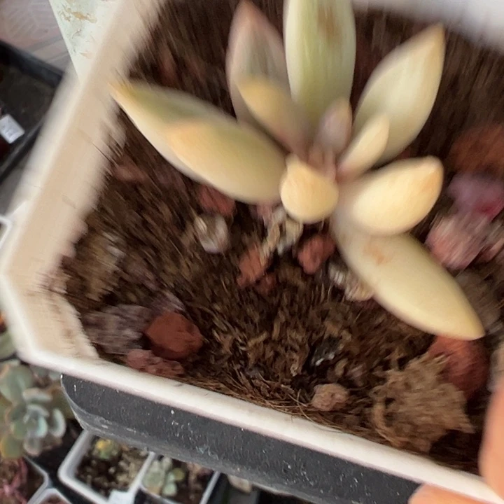 561蜻蜓锦多肉植物561